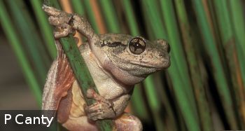Litoria peronii (Peron's Tree Frog) -- species details